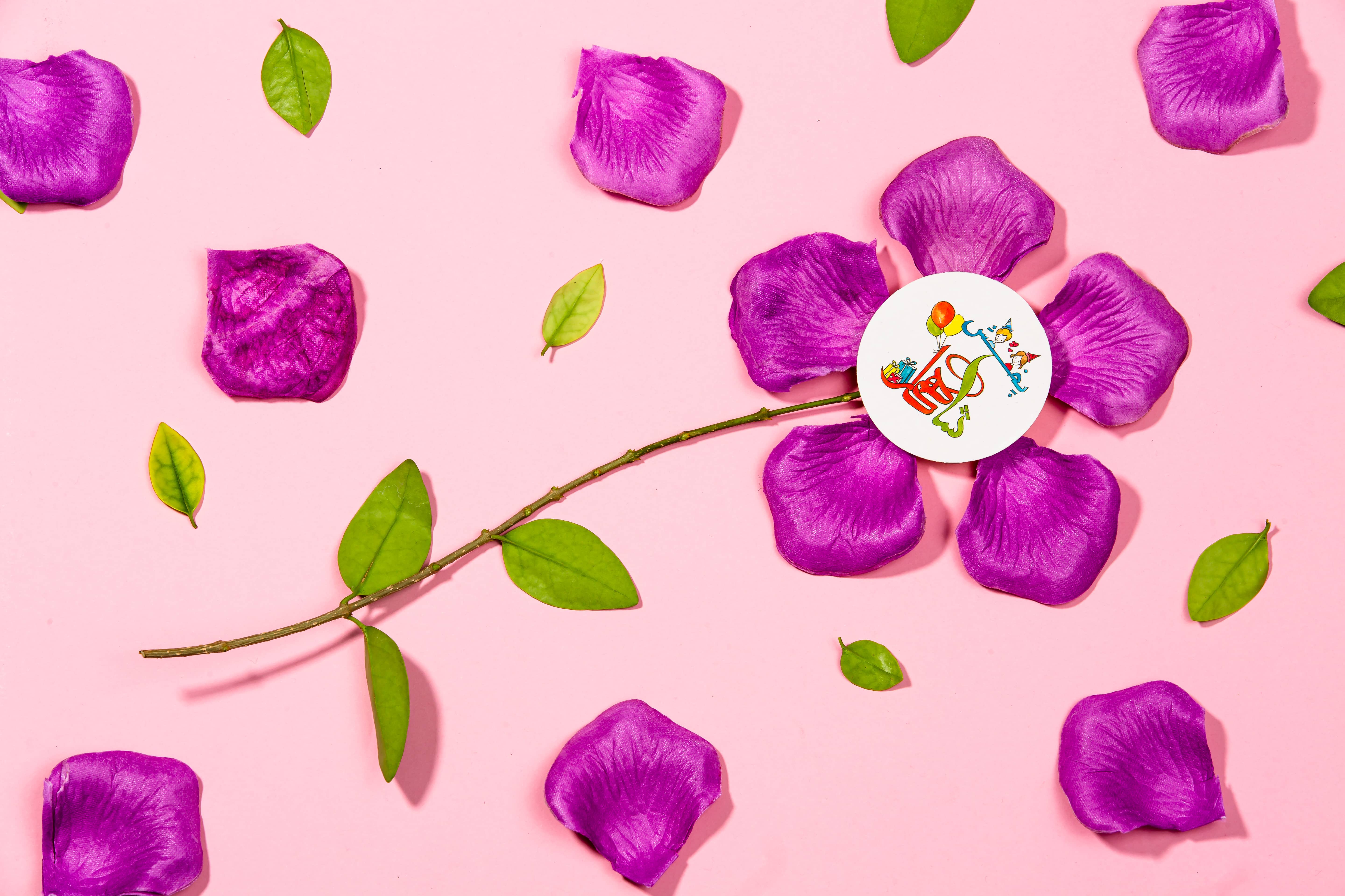 گلبرگ لمسی بنفش